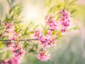 Pink flowering almond blossom, spring green lawn background. Beautiful pink spring tender flowers blossom. Royalty Free Stock Photo