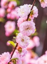 Pink flowering almond branches in blossom