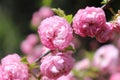 Pink Flowering Almond Blossoms At Home