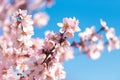 Pink flowering almond trees against blue sky. Blurred background. Close-up. Royalty Free Stock Photo