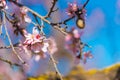 Pink flowering almond trees against blue sky. Blurred background. Close-up. Royalty Free Stock Photo