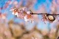 Pink flowering almond trees against blue sky. Blurred background. Close-up. Royalty Free Stock Photo