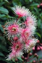 Pink flowering australian gum Royalty Free Stock Photo