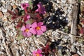 Diplacus Bigelovii Bloom - Anza Borrego Desert - 030922