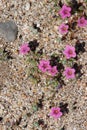 Nama Demissa Bloom - Anza Borrego Desert - 030922