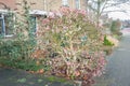 Flowering Bodnant viburnum in a city garden