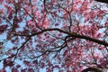 Pink Flowering Branches Reaching Skyward