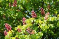 Pink flowering buckeye tree Royalty Free Stock Photo