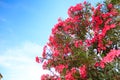 Pink flowering Bush with oleander flowers