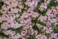 Pink flowering bush.pink small flowers and green leaves texture.Kolkwitzia amabilis. Floral pink background.Blooming