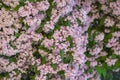 Pink flowering bush.pink small flowers texture.Kolkwitzia amabilis. Floral pink background.Blooming spring bushes in the