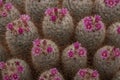 Pink flowering cactus plants, seen at the Royal Horticultural Society Chelsea Flower Show, London UK, 2018 Royalty Free Stock Photo