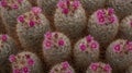 Pink flowering cactus plants, seen at the Royal Horticultural Society Chelsea Flower Show, London UK, 2018 Royalty Free Stock Photo