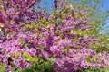 Pink flowering cercis, crimson in the park in spring