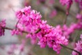 Pink flowering of cersis juda tree and the bee collects nectar Royalty Free Stock Photo