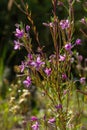 Pink Flowering Chamerion Dodonaei Alpine Willowherb Plant Royalty Free Stock Photo