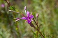 Pink Flowering Chamerion Dodonaei Alpine Willowherb Plant Royalty Free Stock Photo