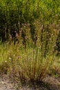 Pink Flowering Chamerion Dodonaei Alpine Willowherb Plant Royalty Free Stock Photo