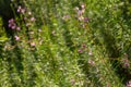 Pink Flowering Chamerion Dodonaei Alpine Willowherb Plant Royalty Free Stock Photo