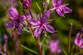 Pink Flowering Chamerion Dodonaei Alpine Willowherb Plant Royalty Free Stock Photo