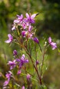 Pink Flowering Chamerion Dodonaei Alpine Willowherb Plant Royalty Free Stock Photo