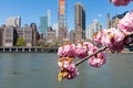 Pink Flowering Cherry Blossom Tree Branch during Spring on Roosevelt Island with the Midtown Manhattan Skyline in the Background Royalty Free Stock Photo