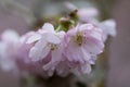 Pink flowering cherry, Prunus Accolade