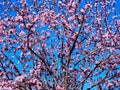 Pink Flowering Cherry Trees Royalty Free Stock Photo