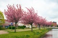 Pink flowering cherry trees in a Dutch village Royalty Free Stock Photo