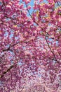 Pink flowering cherry trees Royalty Free Stock Photo