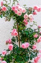 Pink flowering climbing roses at house wall Royalty Free Stock Photo