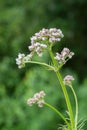 Pink flowering common Valerian