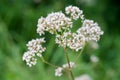 Pink flowering common Valerian