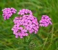 Pink flowering Common Yarrow Royalty Free Stock Photo