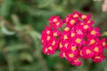 Pink flowering Common Yarrow and hoverflies with a blurred green background