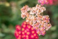 Pink flowering Common Yarrow and hoverflies with a blurred green background