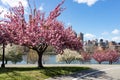 Pink Flowering Crabapple Trees during Spring at Rainey Park in Astoria Queens New York along the East River