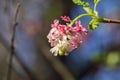 Pink flowering currant Ribes sanguineum glutinosum, California