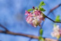 Pink flowering currant Ribes sanguineum glutinosum, California