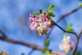 Pink flowering currant Ribes sanguineum glutinosum, California