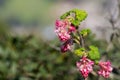 Pink flowering currant Ribes sanguineum glutinosum, California