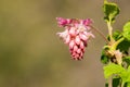 Pink flowering currant Ribes sanguineum glutinosum, California