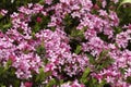 Pink flowering Daphne Cneorum Plant