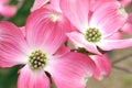 Pink Flowering Dogwood Royalty Free Stock Photo