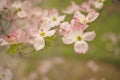 Pink flowering dogwood blossoms Royalty Free Stock Photo