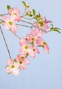 Pink flowering dogwood Royalty Free Stock Photo