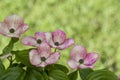 Pink flowering dogwood bush