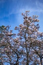 Pink flowering dogwood Royalty Free Stock Photo