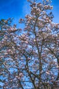 Pink flowering dogwood Royalty Free Stock Photo