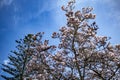 Pink flowering dogwood Royalty Free Stock Photo